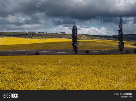 Field Rapeseed, Canola Image & Photo (Free Trial) | Bigstock