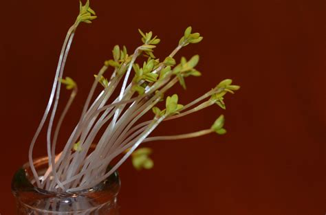 How do plants grow toward the light? Scientists explain mechanism behind phototropism