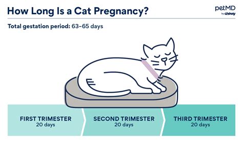 How Long Are Cats Pregnant?