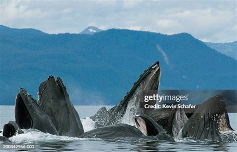 Humpback Whale Feeding Photos and Premium High Res Pictures - Getty Images