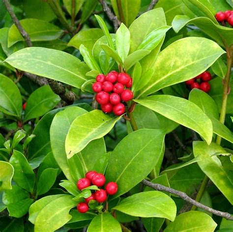 Skimmia japonica (Japanese Skimmia) | North Carolina Extension Gardener ...