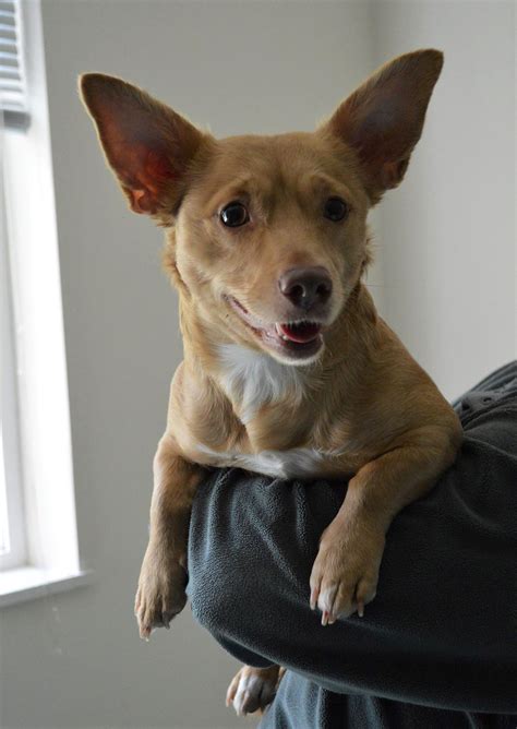 Dog for Adoption - MIA a Corgi-Dachshund mix, a Corgi in Skagit County, WA | Alpha Paw