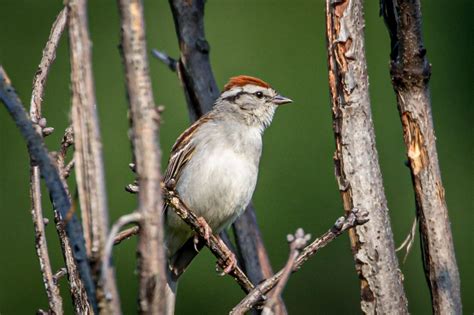 Chipping Away | Great Bird Pics