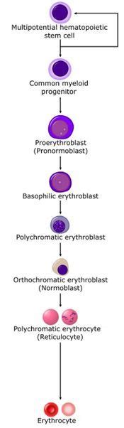 Erythropoiesis - WikiVet | Medical laboratory science, Hematology, Medical mnemonics