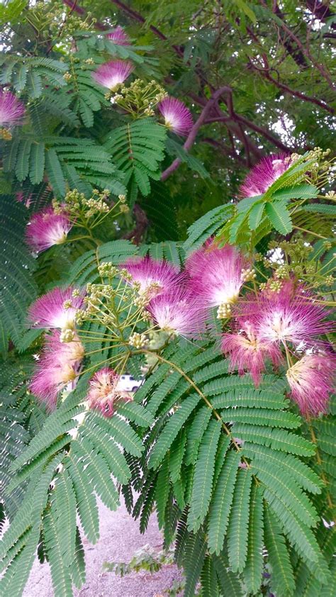 Mimosa Pudica Tree | Flowering trees, Mimosa flower, Pansies flowers