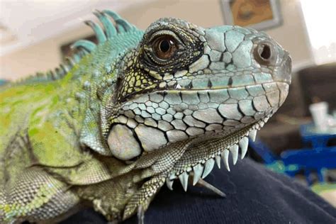 When Is Iguana Breeding Season