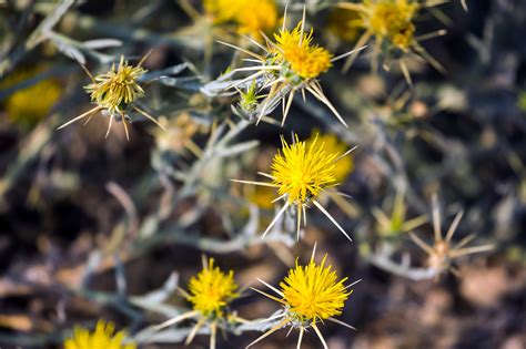 Yellow starthistle