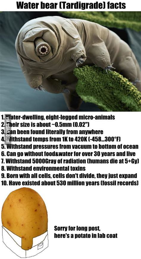 Water bear (Tardigrade) facts - 9GAG