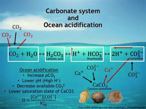 Chemistry Behind Ocean Acidification – Furman Greenbelt Sustainable ...