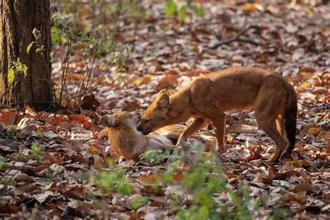 Wildlife - Dhole - Indian Wild Dog on Behance