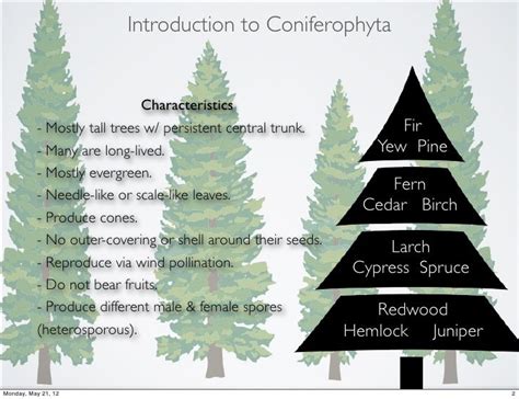 Coniferophyta