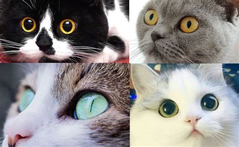 Interesting Facts About Cat Eyes | Myawesomecat.com | Cats, Cat eye ...