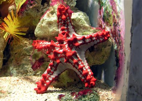 File:Red-knobbed.starfish.arp.jpg - Wikipedia