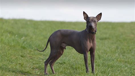 Perro peruano: una raza que existe desde la época precolombina