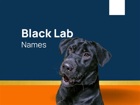 1420+ Black Lab Names For The Trendsetter Pup! (+Generator)