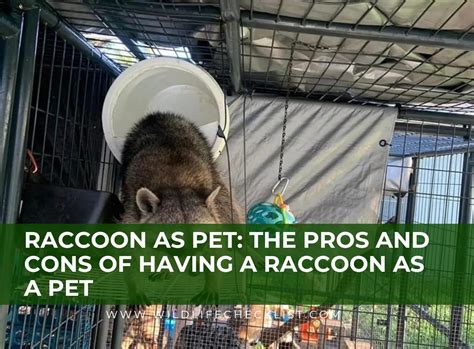 Raccoon As Pet: The Pros And Cons Of Having Raccoon As Pet - Wildlife ...