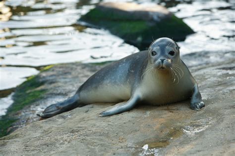 SEA LIFE Seals | SEA LIFE Scarborough Aquarium