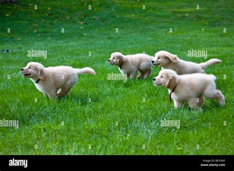 Eight week old Golden Retriever puppies running on the grass Stock Photo - Alamy