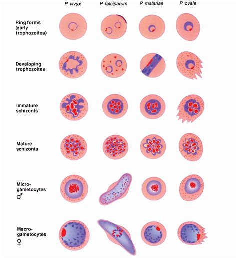 51 Apicomplexa and Microsporidia | Basicmedical Key