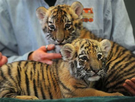 Get a peek at the tiger cubs with the zoo’s ‘cubcam’ - Westport News