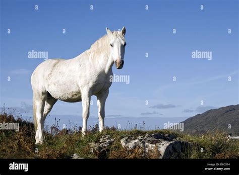 Connemara pony hi-res stock photography and images - Alamy