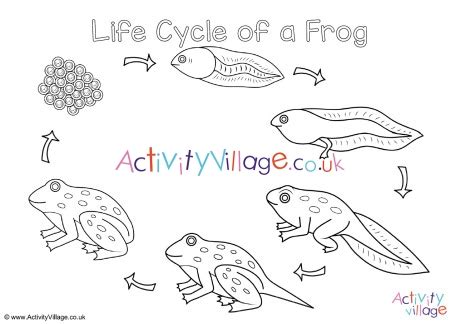 Frog Life Cycle Colouring Page