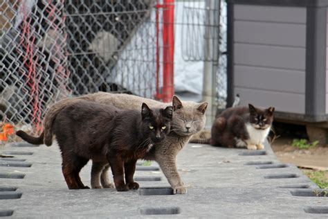 Managing feral cats in Philadelphia is pitting cat lovers against birders - WHYY