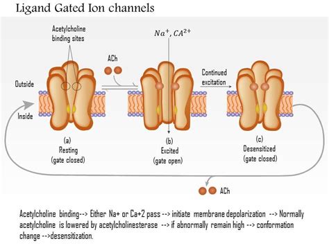 0614 Ligand Gated Ion Channels Medical Images For PowerPoint | Presentation PowerPoint Diagrams ...