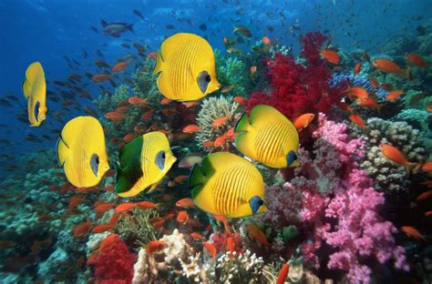 12 Gorgeous Animals of the Coral Reef