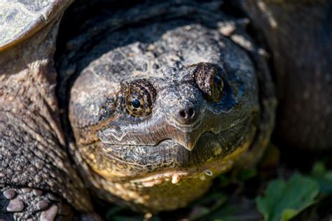 Overwintering Turtles- How Turtles Hibernate