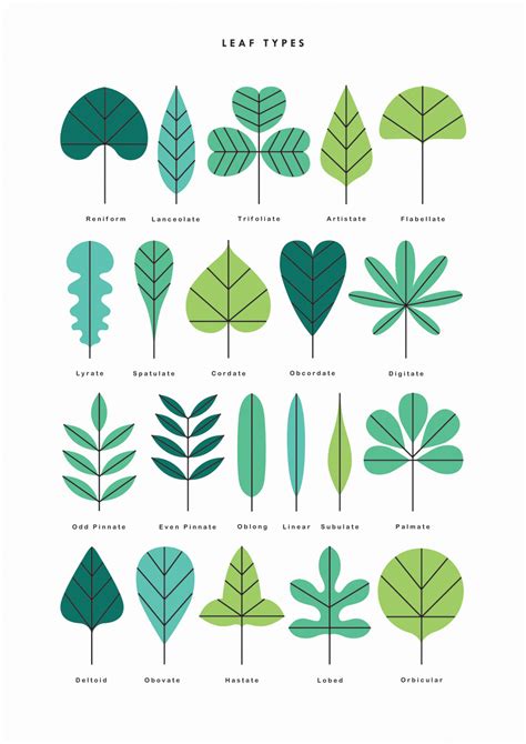 Leaf Types — Sarah Abbott