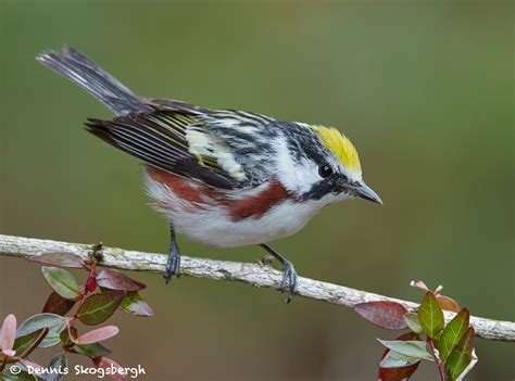 7710 Chestnut-sided Warbler (Setophaga pensylvanica) - Dennis Skogsbergh PhotographyDennis ...