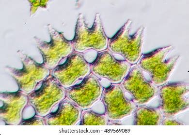 Phytoplankton Under Microscope Stock Photo 489569089 | Shutterstock