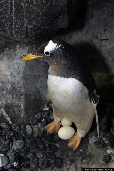 Baby Penguins Raised By Experts At Central Park Zoo (PHOTOS)(VIDEO ...