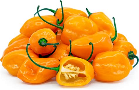 Orange Habanero Chile Peppers Information, Recipes and Facts