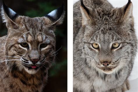 Lynx vs. Bobcat, How to Tell the Difference Between Them