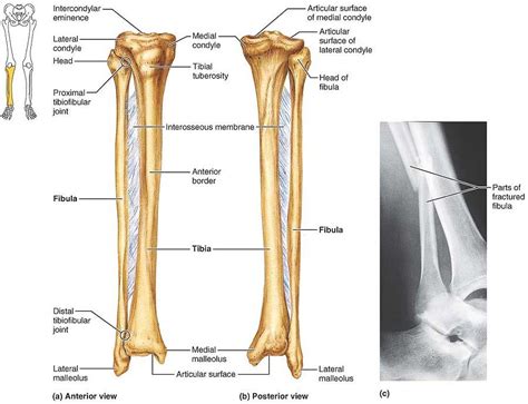 Unlabeled Tibia