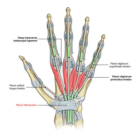 Extensor Tendons Of Hand Anatomy Anatomy Drawing Diagram