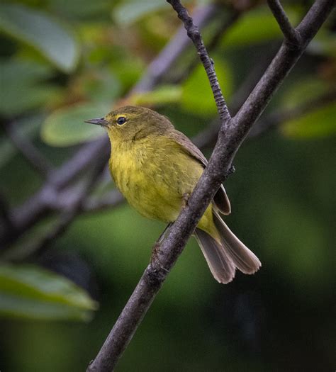 Orange-crowned Warbler - Owen Deutsch Photography