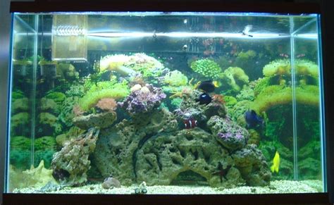 Throwback Thursday: Share a photo of your very first reef tank setup! | Reef2Reef