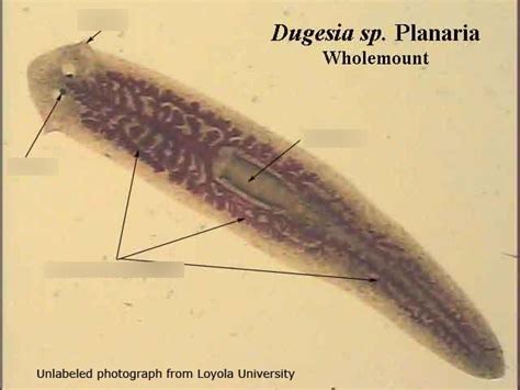 Phylum Platyhelminthes Class Turbellaria Anatomy Diagram | Quizlet