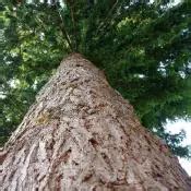 Oregon State Tree | Douglas Fir