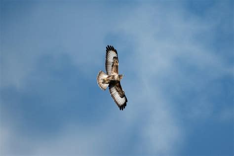 13 Wild Animals in Djibouti [Wildlife in Djibouti] - Kevmrc