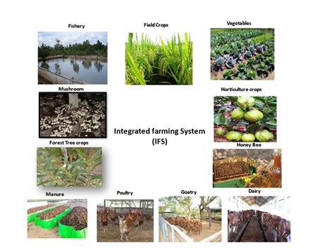 Integrated farming system for sustainable agriculture — Vikaspedia