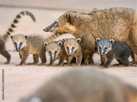 Young South American coatis (Nasua nasua), following mom at Iguazu Falls, Misiones Province ...