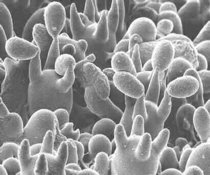 Scanning electron micrograph of basidia on the gills of a toadstool. Note that each basidium ...