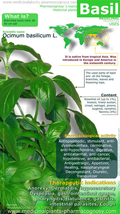 Basil health benefits