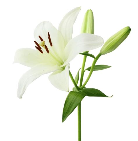 Cut Flower Care and Handling: Asiatic Lily - FloraLife