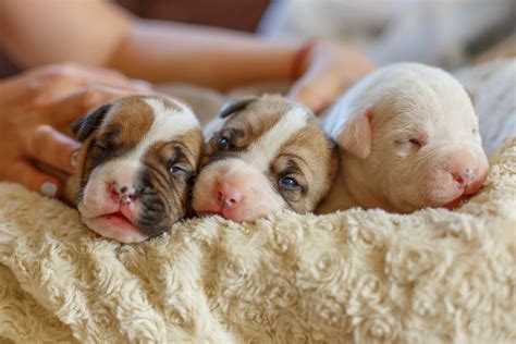 Caring for Newborn Puppies: A Complete Guide