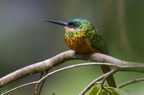 Green Birds and Brown Birds in the Tropical Rainforest | BirdNote